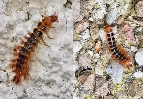 Drilus flavescens